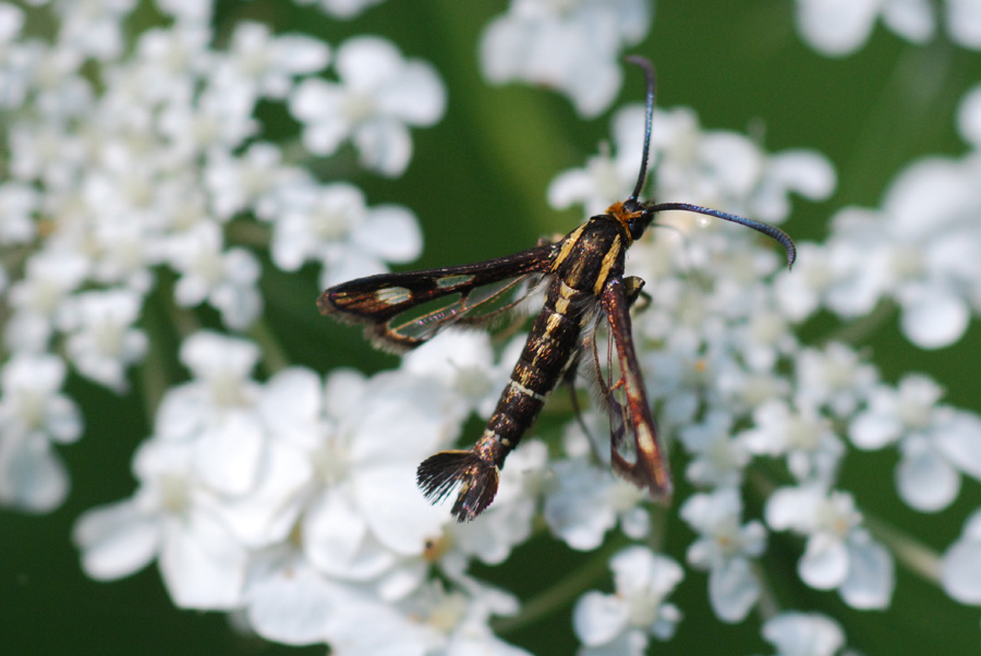 sesia da identificare
